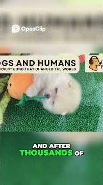 Dog Sledding: The Arctic Bond That Shaped Human Survival