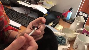 4.6K views · 96 reactions | How to feed a rescued baby mole ... Bracken is being monitored and fed under vet advice, and cared for so he’s well enough to be released back into the wild. Michelle is feeding him at work every hour. And through the night. #wildercornwall #wilderfuture | Cornwall Wildlife Trust | Facebook