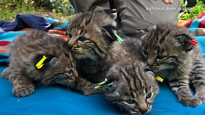PHOTOS: Bobcat that survived Woolsey Fire has 4 adorable kittens