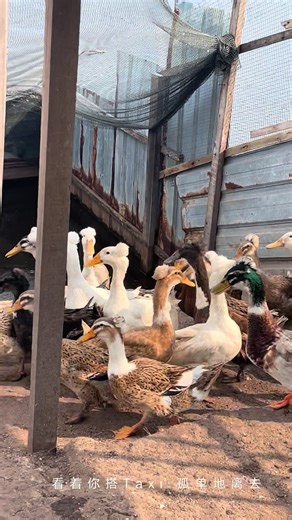 #鸭子 #🦆 #itik #duck #𓅿𓅹 #寂寞的鸭子