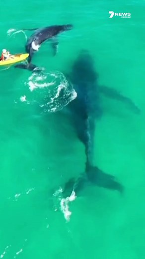 Kayakers have had a very close encounter with whales off Byron Bay, at one point a little too close. #byronbay #humpback #humpbackwhales #whale #whales #whalewatching #7NEWS | 7NEWS Sydney