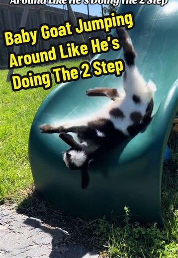Watch a Baby Goat Dance the 2 Step with Joy