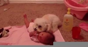 2.6K views · 54 reactions | Protective pup vs vacuum cleaner | Baby care | Facebook