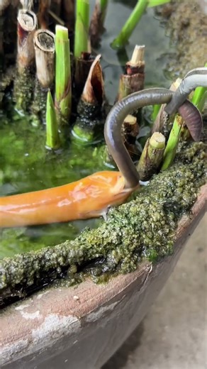 The Greedy Little Yellow Dragon