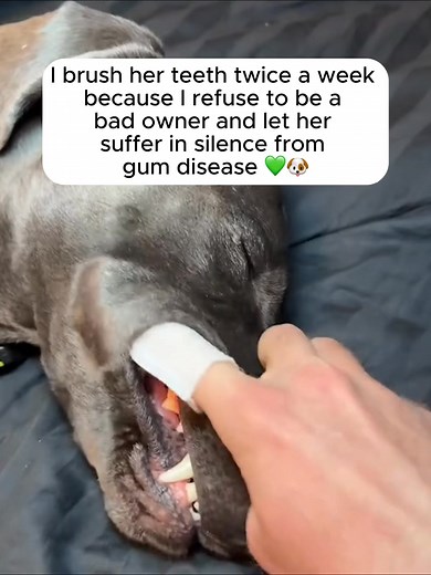 Over 80% of all dogs develop dental issues by the age of 3 – and most owners have no idea... 🦷 Bleeding gums? Bad breath? Trouble chewing? These may be early signs of gum disease, which can lead to tooth loss, infections, and even organ damage 🦠 But you can stop it before it starts! 🐶 Introducing gentle FreshWipes - a game-changer for your furry friend's oral health. Designed to remove plaque, freshen breath, and prevent dental disease in just seconds. ✅ Removes plaque before it turns into ta