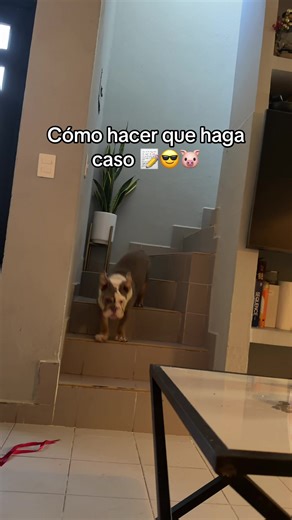 Cómo educar a un bulldog inglés fácilmente