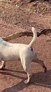 Right!!! Let’s get this bad boy in the car and back home. | The Bull Terrier