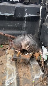 6.7M views · 164K reactions | Este Tatu, nos visitó!!! Hermoso Animal!!! Ya está nuevamente, recorriendo su hábitat.  | La Casa de Santi | Facebook