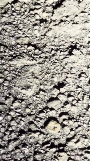 WHAT IN THE WOOLLY WORM was about to crawl on my foot? Could it be a giant leopard moth caterpillar in the Florida Everglades? Whatever it is, one thing’s for sure, it’s the perfect spooky sighting in October! Critter Connoisseurs, please feel free to lend a hand in identifying this huge woolly bear of a creature. I was tempted to pick up this 3” porcupine looking caterpillar, but safety always comes first. I was pretty sure it was not venomous, but I never handle wildlife unless I have positive