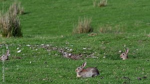 Three young European rabbits / common rabbit (Oryctolagus cuniculus) in meadow hiding in burrows
