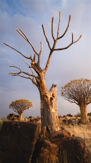 𝘼𝙣𝙙 𝙊𝙩𝙝𝙚𝙧 𝙃𝙤𝙧𝙞𝙯𝙤𝙣𝙨 | 𝗔𝗗𝗩𝗘𝗡𝗧𝗨𝗥𝗘𝗦 𝗜𝗡 𝗦𝗘𝗔𝗥𝗖𝗛 𝗢𝗙 𝗧𝗛𝗘 𝗣𝗘𝗥𝗙𝗘𝗖𝗧 𝗦𝗛𝗢𝗧 on Instagram: "𝗤𝗨𝗜𝗩𝗘𝗥 𝗧𝗥𝗘𝗘 𝗙𝗢𝗥𝗘𝗦𝗧 | If Namibia ever needed proof it borders another planet, this might be it. The Quiver Tree Forest looks straight out of science fiction - hundreds of trees with golden bark and branches that twist toward the sun like sculptures. Despite their name, they’re not trees at all but giant aloes! Perfectly adapted to the desert., some are ove