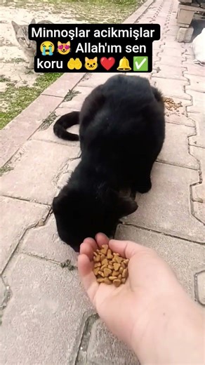 They can't eat without moving, these little darlings 😻😻 #cat #kittens #subscribeplease #explore #...