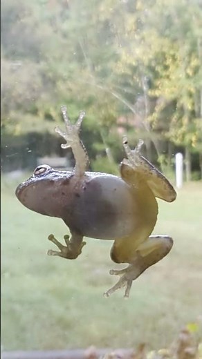 Spring Peeper Frog up-close with audio call HD Video #frogs #frog #peepers