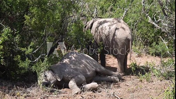 Two elephants in a green savannah, one standing and one lying down.