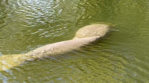 Manatee Cuddle