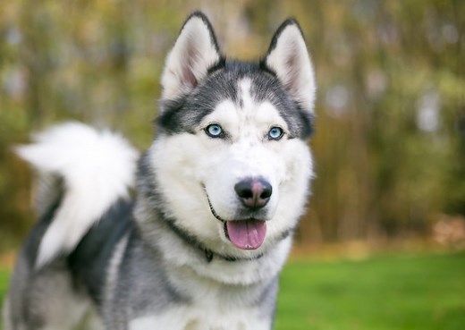 Husky Facts For Kids - Cuteness