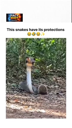 @factriot.ig on Instagram: "The post showcases a 14-second video of a cobra striking at a porcupine in a forested area, where the porcupine curls into a spiky ball, thwarting the attack and embedding quills in the snake’s mouth for comedic effect. Uploaded on 12 February 2026 by @factriot.ig , a humour-focused account, it amassed 6.4 million views and 12,000 likes within two days, driven by the unexpected reversal of predator-prey roles. Porcupines’ quills, as detailed in wildlife studies like t
