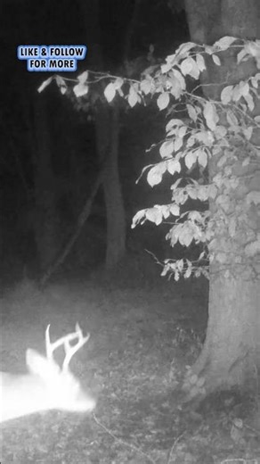 Little buck during pre rut #deer #buck #trailcam