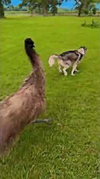 Emu and dog share playful chase in Walterboro, South Carolina