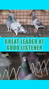 Great leader at good listener. Full Video post in Youtube Disclaimer: This video was shot, edited and produced by Secret of Pigeon Racing in the Philippines. No animals were harmed during the making of this video. Please do not copy or repost my videos. Copyright ©️ 2025 Secret of Pigeon Racing. All Rights Reserved. #secretofpigeonracing #racingpigeons #everyonefollowershighlights | Pigeon Insider