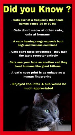 Cat Facts That Science Just Discovered