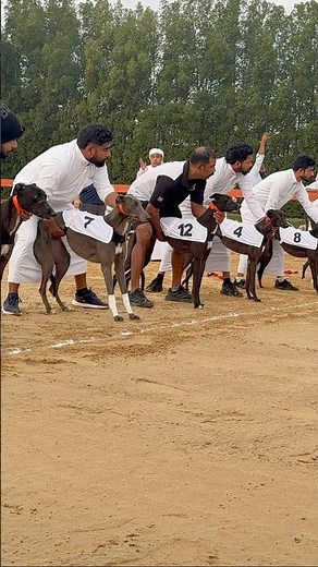 F3 Saluki & Greyhound Championship #salukirace #animalracing #racing #greyhound #chanpionship