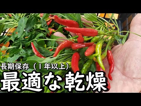 天日・陰干し・冷蔵乾燥！いったいどれが唐辛子を最適に長期保存できるのか！８割の人が知らない乾燥と保存のこと