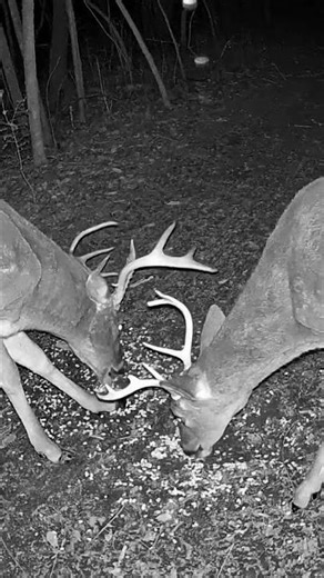Two Massive Bucks Face Off… Then It Gets Aggressive 🦌
