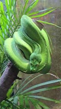 "The Green Tree Python" the Emerald Guardian of the Rainforest.