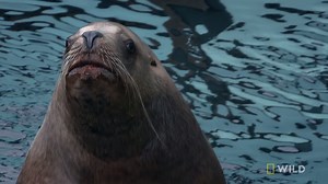 17K views · 514 reactions | It takes a lot of team work to keep the sea lion habitat clean at the ASLC! | National Geographic Animals | Facebook
