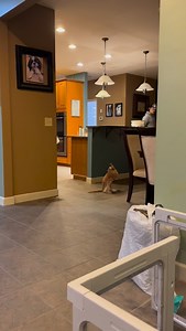 Waiting on bottles to heat and pouches to wash while allowing for some outside the pouch time. Loving these two little babies more every day, especially during coffee time! #kangaroo #cuteanimals #southcarolina #airbnb #exploresc | Goat Daddy's Farm