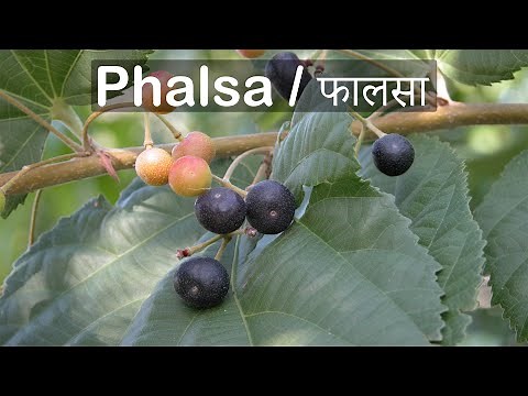 Grow Phalsa Plant From Seeds | Right Time | Fruit Tree