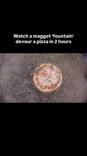 Science Magazine on Instagram: "For #NationalPizzaDay: If you’ve got the stomach for it, you can watch 10,000 maggots demolish a pizza in 2 hours. Thanks to this research, scientists have a better sense of how these fly larvae gobble food so quickly, a possible boon for sustainable food production. Some companies are collecting a bit of the 1.3 billion tons of food waste humans produce annually and feeding it to hordes of maggots. Once they’re plump on rotten leftovers, the larvae can be turned