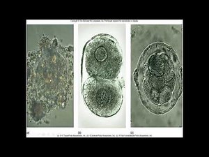 Pregnancy & Human Development