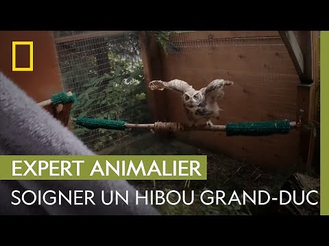 Les dangereux coups de serres du hibou grand-duc