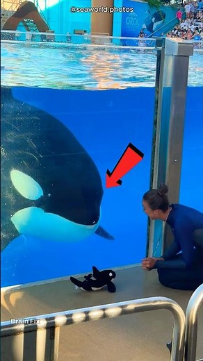 Dolphin's cute Teddy love! 🐬😍