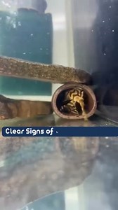 This is exactly how spawning of L-plecos begins. The male enters the tube with the female, moves actively, and “ventilates” the space with his tail… From the outside, it may look like ordinary fuss. But for an experienced aquarist, it’s a very clear signal: the process has started. In the natural behavior of Loricariidae catfish, spawning almost always takes place in a tight shelter. If you observe these movements inside the cave, it means that: • the fish have formed a pair • the water conditio