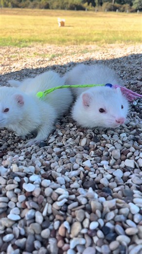 Adorable Ferrets Having Fun Together