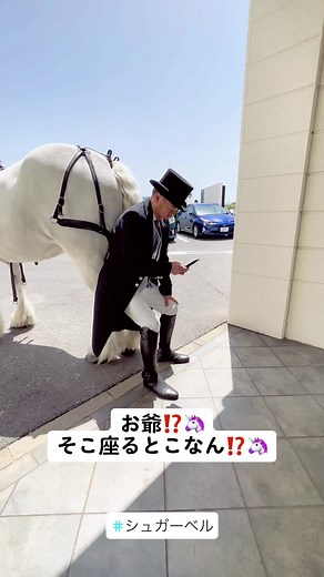 #馬車#キャリッジプロジェクト#ブライダル馬車#ウエディング馬車#馬車#結婚式馬車#福岡馬車#幸せ配達#幸せ配達人#シュガーベル#福岡馬車#福岡市馬車#馬運車#イベント馬車#奇跡の馬#りんごちゃん #シュガーベル#奇跡の馬#horse #horses #horsetiktok #horsesoftiktok #horsesontiktok #bestfriend #carregeproject #lovehorses #horselove #マジックサーカススマイル福岡