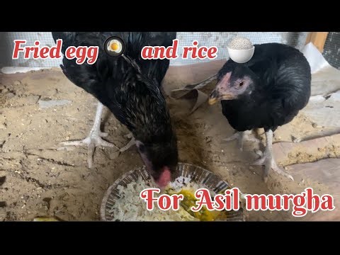 Fried egg 🍳 and rice 🌾 for Asil murgha #murgha #asilmurga #pets #birds #murghay #hen