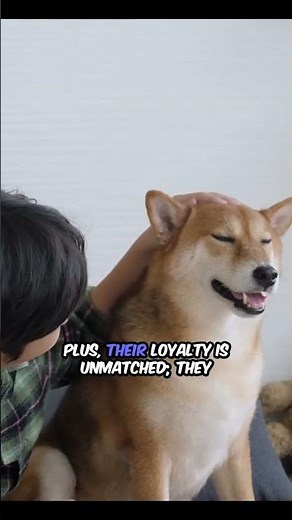 Charming Shiba Inu