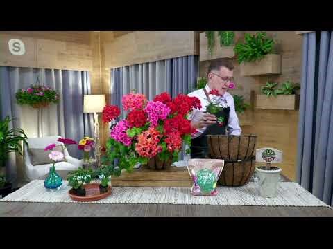 Roberta's 5-Piece Geranium Mojo Series Live Plants on QVC