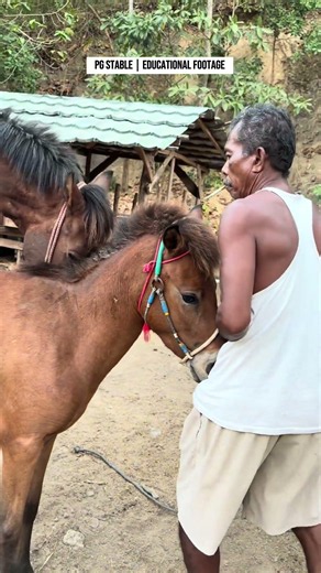 Eps 27 | Natural Horse Breeding Process | PG Stable Documentary #pets #horse #animals #nature #fyp