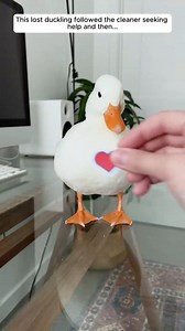 31K views · 1K reactions | This lost duckling followed the cleaner seeking help and then. . . . #ducks #rescue #birdlife | The Furry Future | Facebook