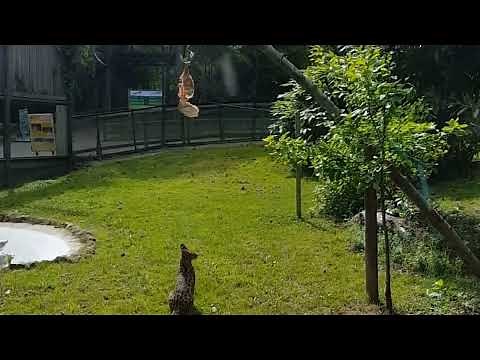 THIS SERVAL CAT🐈 CAN JUMP