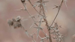 Dried Thorny Plant Sharp Spikes Against Stock Footage Video (100% Royalty-free) 3930237699 | Shutterstock