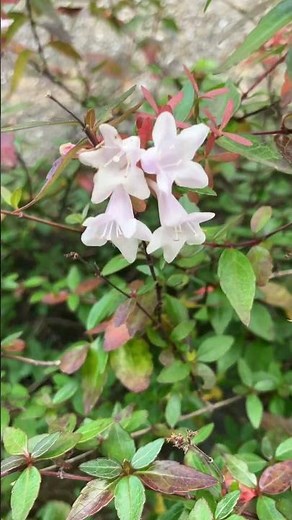 アベリアの和名は花園ツクバネウツギ#植物 #街路樹 #植木 #花