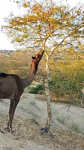 Desert camel and tree 😱 #animal #sorts #vairalshort