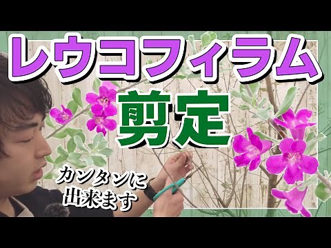 [A Must-Do!] How to Prune Leucophyllum! A thorough explanation of easy care techniques that you c...