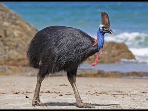 These Birds Make the Weirdest Sounds Ever 🤯🕊️